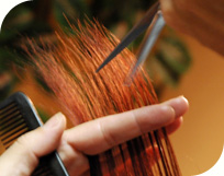 N�i �s F�rfi Fodr�szat